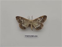 藏品(尺蛾102)的圖片